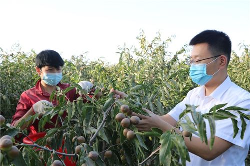 消费帮扶新疆和田蓄动能,北京大兴助农增收见实效