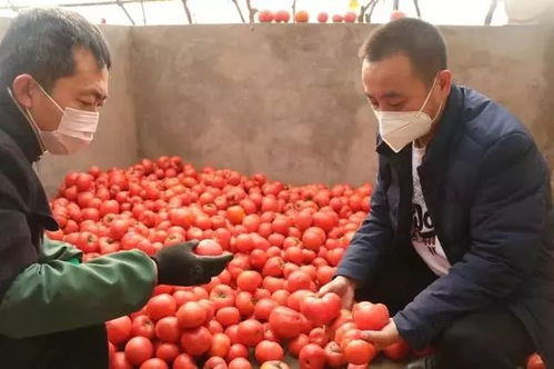 民生 近一周可收获产量210吨蔬菜,榆阳区保障果蔬供应 群众放心购买